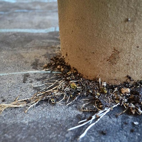 Tela de base sin fondo 1G macetas (paquete de 20) bolsa de cultivo plantas de interior y exterior - Imagen 5 de 6