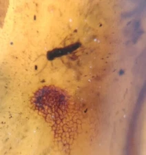 100 MILL. YEARS OLD BURMITE AMBER WITH WASP (ABR12/19)
