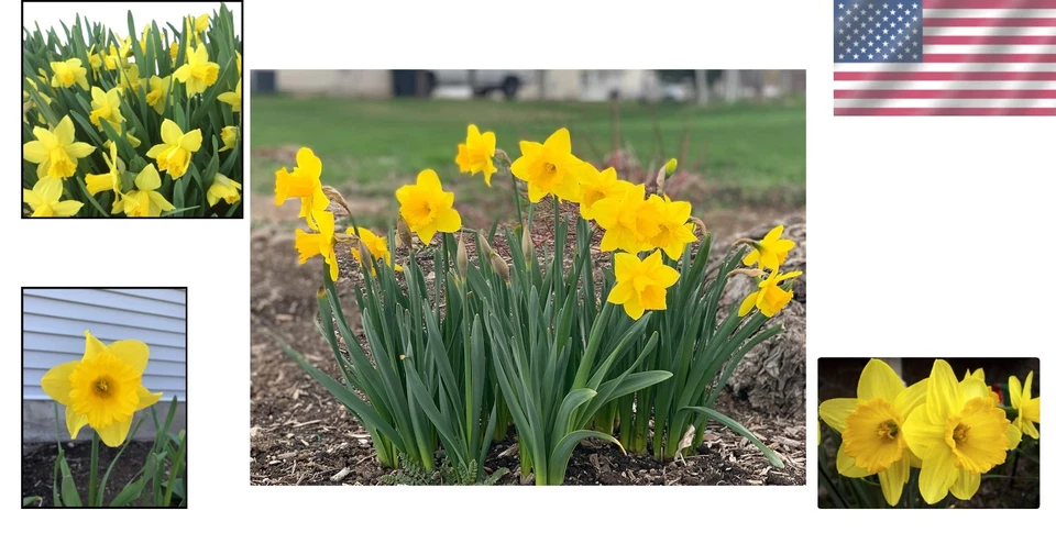 Narciso trompeta 'Dutch Master' - 100 bombillas Foto 2 de 4