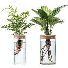 Propagation Vases for Plants, Set of 2 1 Large  1 Small Glass Plant Propaga...