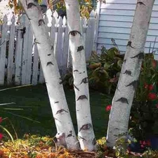 White Paper Birch Tree Seeds for Planting | 100+ Seeds | Highly Prized Bonsai