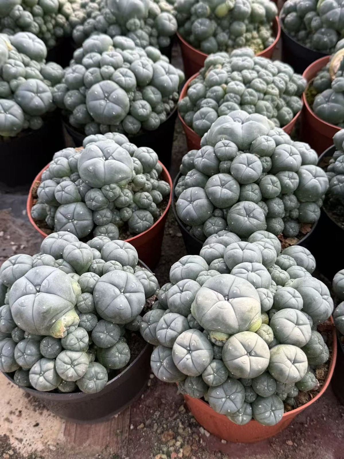 10-14CM LW Succulent Cactus Plant homeGarden decoration beautiful CactusPlants
