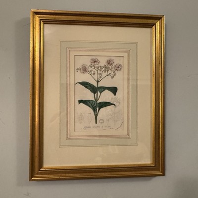 Hydrangea Involucrata Lithograph Print Framed