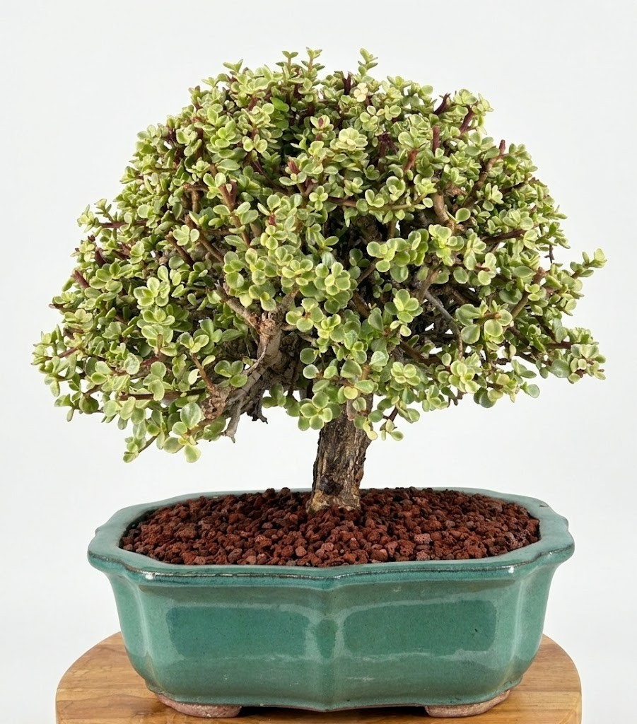Live 29 Yr Old Variegated Baby Jade Bonsai Tree Unique Specimen Indoor 19"H  Zen | eBay