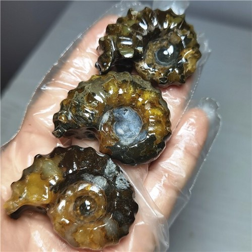 150g Ammonite specimens of natural conch from "goat's horn" of Madagascar L810 - Picture 11 of 13