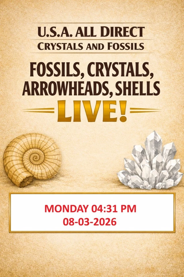 THE ROCK STOP - ANCIENT - Fossils, Crystals, Arrowheads, Pet Wood