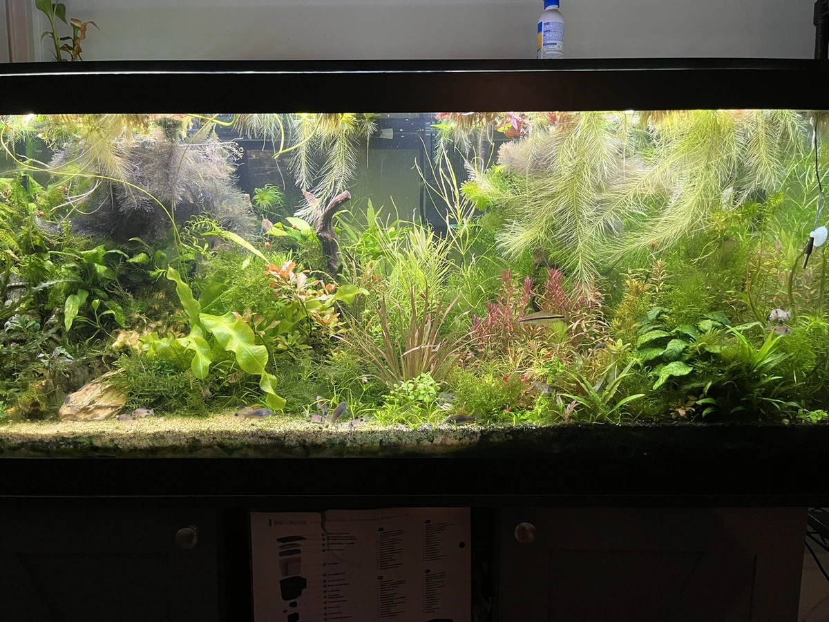 Ebay Aquarium Plants