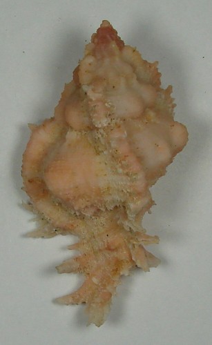 MUREX VENUSTULUS 48,65mm SUPER CHOICE RARE PINK SPECIMEN Cebu, Philippinen - Bild 2 von 2