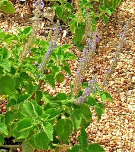 LARGE NATIVE BUSH TUCKER PLANT PACK-9 X PLANTS-BUSH FOOD-RARE FRUIT TREE PACK - Picture 10 of 15