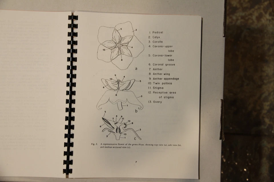 The Peninsular Malaysian Species of Hoya (Asclepiadaceae) by R.E. Rintz - Image 4 of 4