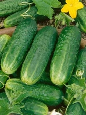 Cucumber Seed: County Fair Pickling Cucumber seeds.