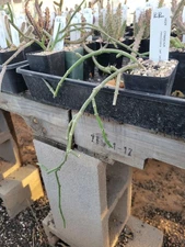 Cynanchum resiliens (WY 1016) (cactus - succulent - plant)