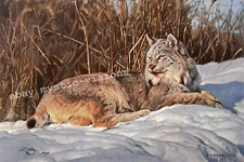 Nancy Glazier BRIAR PATCH Lynx Signed & Numbered Limited Edition Fine Art Print