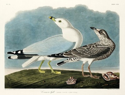 Common American Gull - 1827 - Illustration Magnet