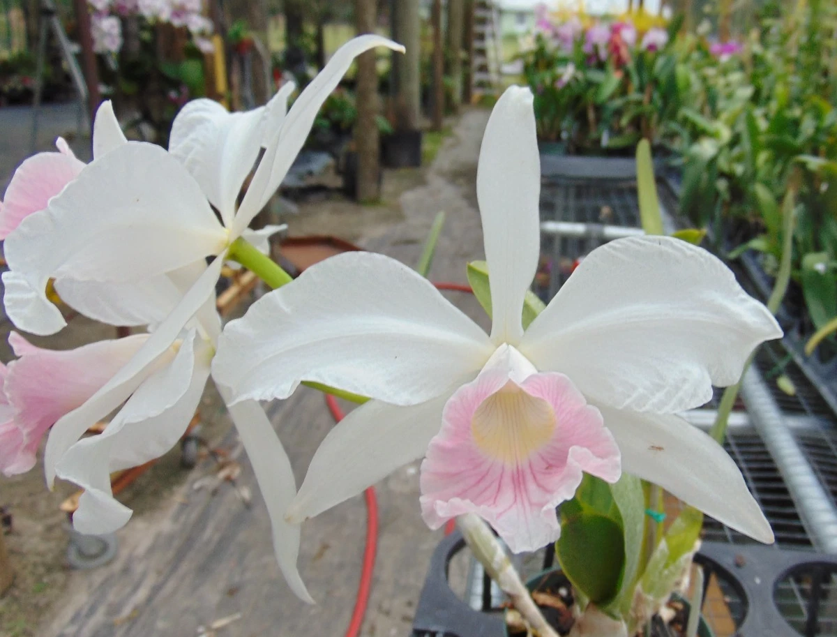 Laelia Tropical Neutral Orchids for sale | eBay