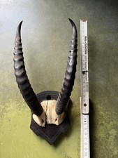Steinbockgeweih mit Schädeldecke auf Brett,Jagdtrophäe Geweih Deko