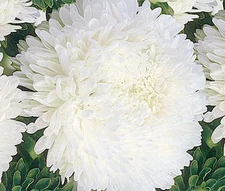 ASTER PAEONY DUCHESS WHITE Callistephus Chinensis - 100 Bulk Seeds