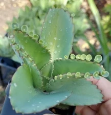 Mother of Thousands  - Rooted Plant 2-4 Inches  -  Hat Plant Kalanchoe Succulent