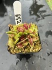 Venus Flytrap B52 -  Carnivorous Plant ! - Classic Giant🔥🔥🔥 — photo 6