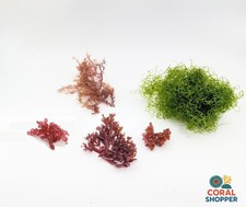 5-Species Macroalgae Pack, Live Chaeto, Red Grape, Atomic Gracilaria Refugium
