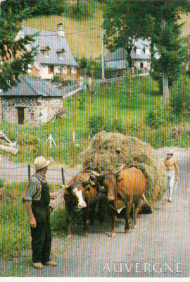 PUY-DE-DÔME the beef hitch leads the hay tank to the written barn