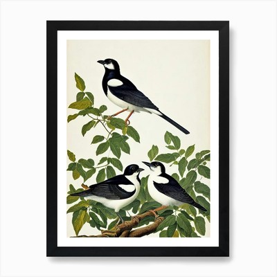 Elster James Audubon Vintage Stil gerahmtes Wandbild Poster Leinwanddruck Bild