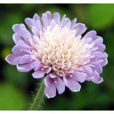 Field Scabious HP Sow Feb-Oct, Pretty Blue-Lilac Hardy Wildflower, Bees