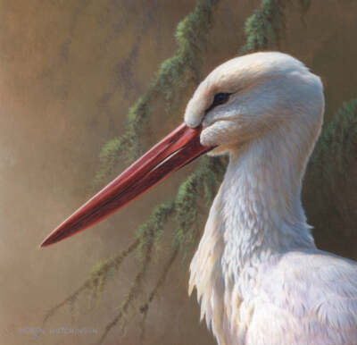 White Stork by Andrew Hutchinson Bird Wildlife Nature Fine Art Print 22x22