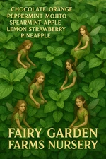 2PACK Live SM 3" Strawberry Mint Herb Flower Bush  3" Pot