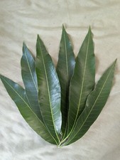 15 Mango Leaves Fresh Picked From My Florida Tree