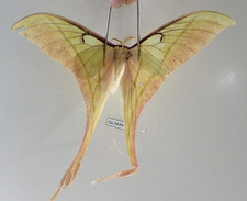 SA24300. Unmounted butterflies: Actias rhodopneuma. Central Vietnam. Nghe An