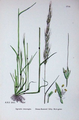 Original alter antiker Druck Botanik Pflanzen um 1902 dicht blühendes seidig gebogenes Gras