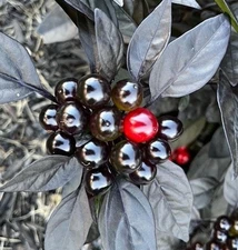 Black Pearl heirloom Hot pepper 25 seeds RARE heirloom BEAUTIFUL BLACK LEAVES!!