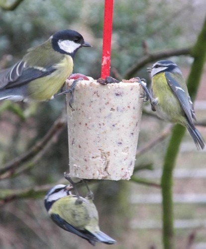 6 nut cakes sim to suet slabs blocks fat balls rolls 4 wild birds food feed i - Picture 9 of 11