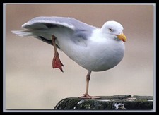Ansichtskarte Tierpostkarte / Möwe