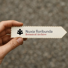 Nuxia floribunda | Forest Elder | 1000 SEEDS - Forest