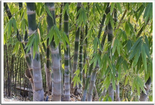 Dendrocalamus asper (Giant Fast Clumping Bamboo) 10 SEEDS •Rare Garden Plants UK - Picture 2 of 5