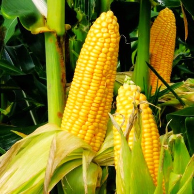 Honey Select Triple Sweet Corn Seeds - For 2026 Planting AAS