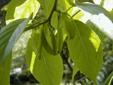 Eucommia ulmoides HARDY RUBBER TREE Seeds!
