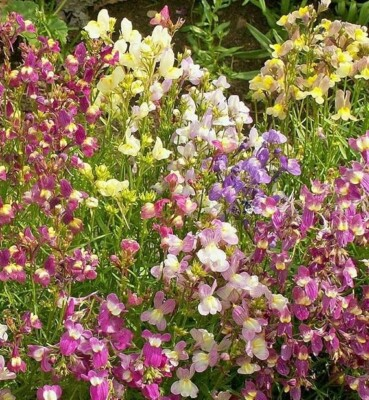 #ad 10000Northern Lights Snapdragon Seeds Mix Toadflax Colorful Garden Favorite USA $2.99