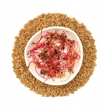 Rote Bete 100g - Samen zum Keimen