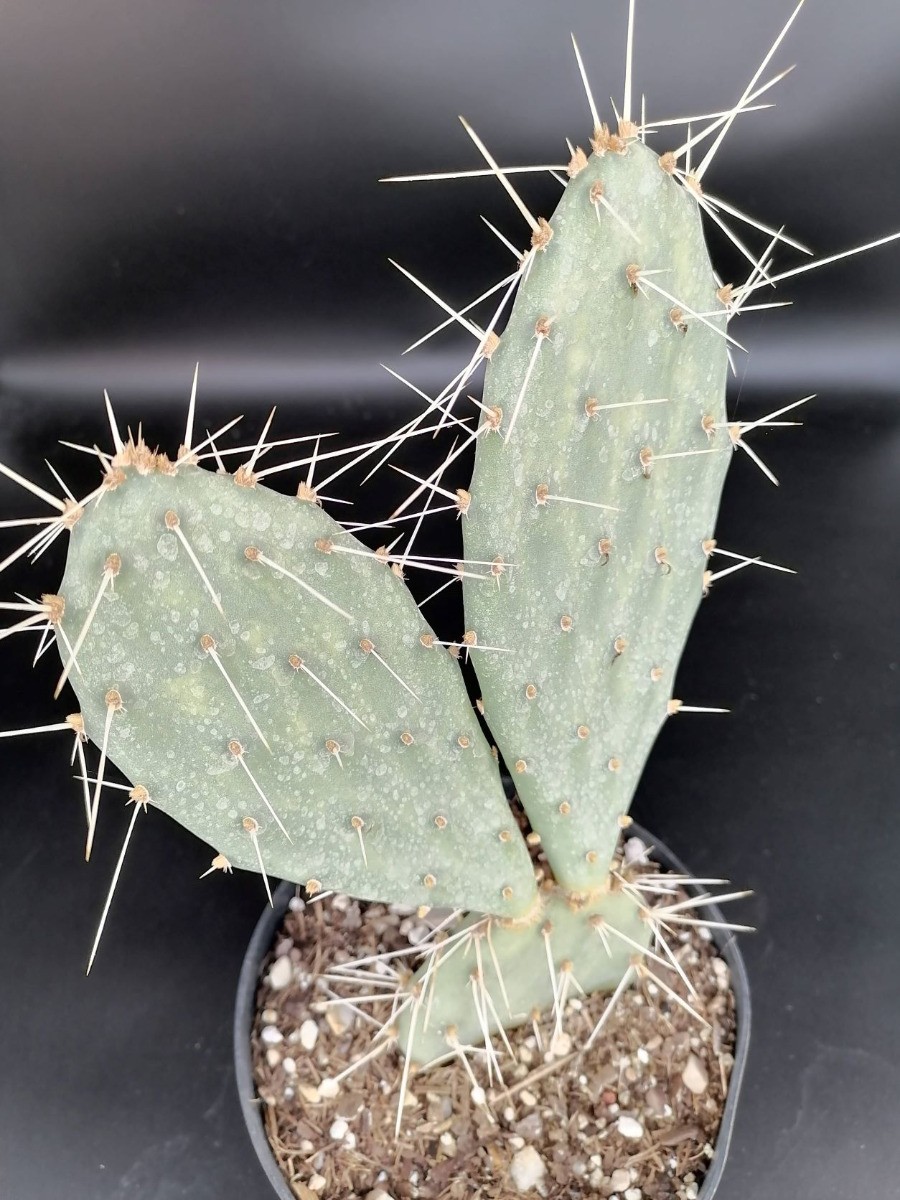 Opuntia phaeacantha 'Orangeade' cactus de jardin rustique cactée pot 2L