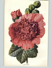 1880 Chromolithograph Hollyhock Red Pink Flower Botanical Print & 4 PG Bio 