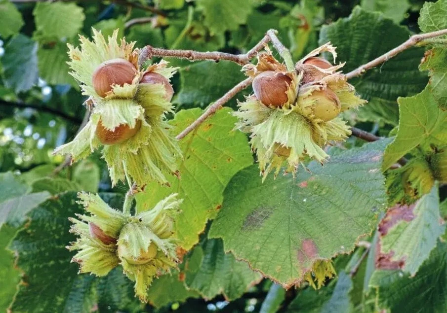 American Hazelnut Trees Plants - 10 to 12 Inch Tall - 4 Inch Pot - Image 3 of 4