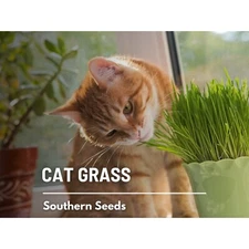 Cat Grass Seeds, Heirloom Ornamental Grass, Cereal Barley, USA Grown