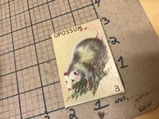 circa 1940's Original Vintage Paper on board Animal card 2x3 -- OPOSSUM