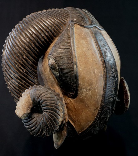 Art Africain - Superbe Masque Bélier Baoulé Baule - Impressive Ram Mask - 30 Cms - Photo 3 sur 11