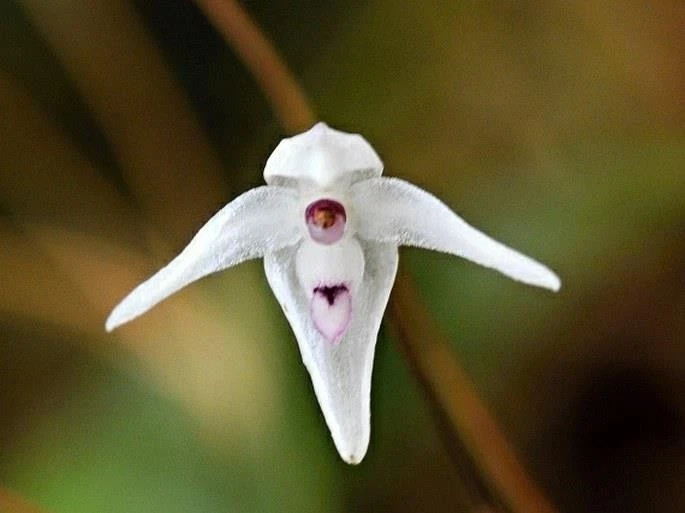 Unusual Miniature Orchid Species Pleurothallis eumecocaulon! Blooming Size Plant