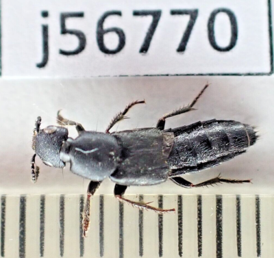 j56770. Insects, Staphylinidae sp. Vietnam North | eBay