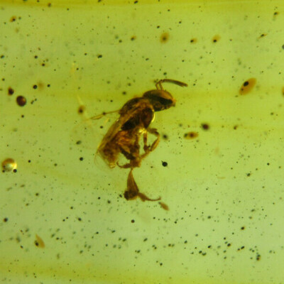 Fósil insecto en ámbar dominicano cuentas verdes auténtica piedra ( 7.9 g) #1229